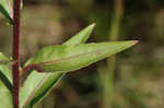 Narrowleaf evening-primrose